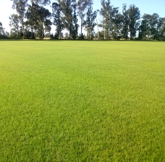 Rye Grass Otoñal