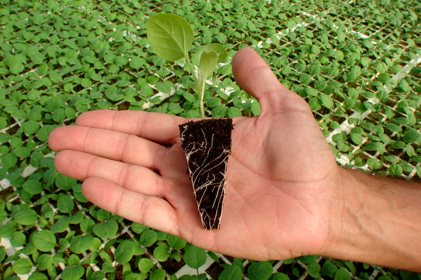 Plantines hortícolas Plantaflor